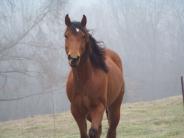 horse in fog