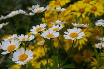 Daisies